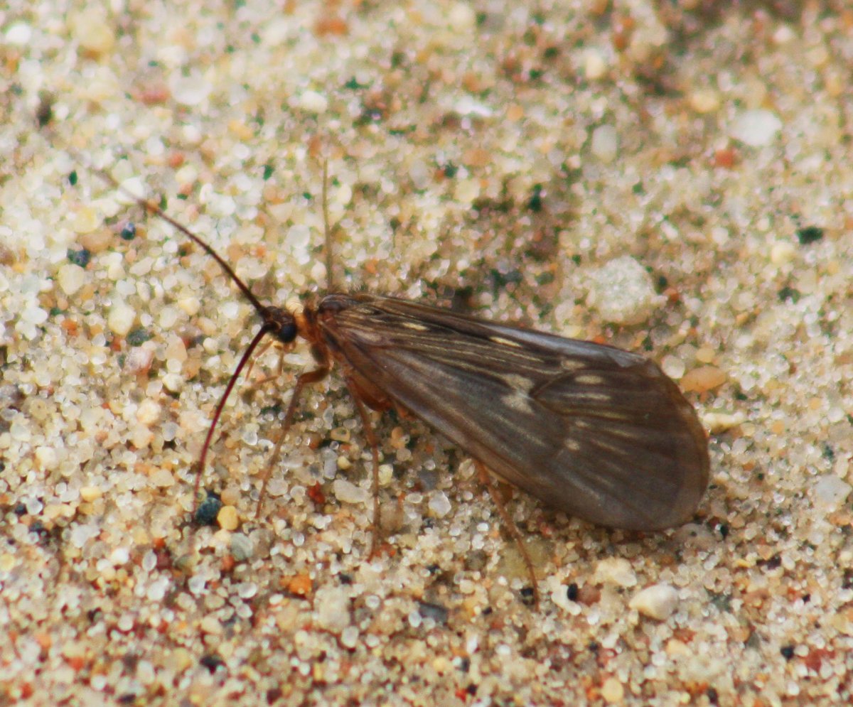 Анаболия ручейник