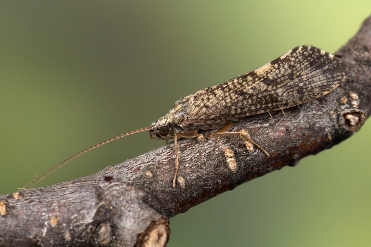 Ручейник бабочковидный отряд