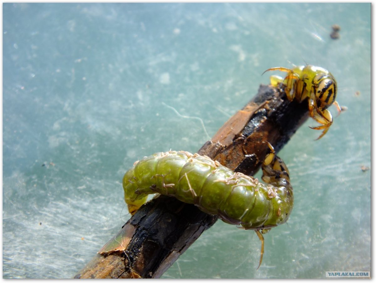 Улитка ручейник