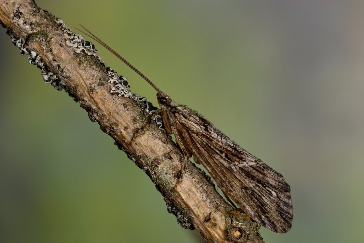 Ручейник бабочковидный