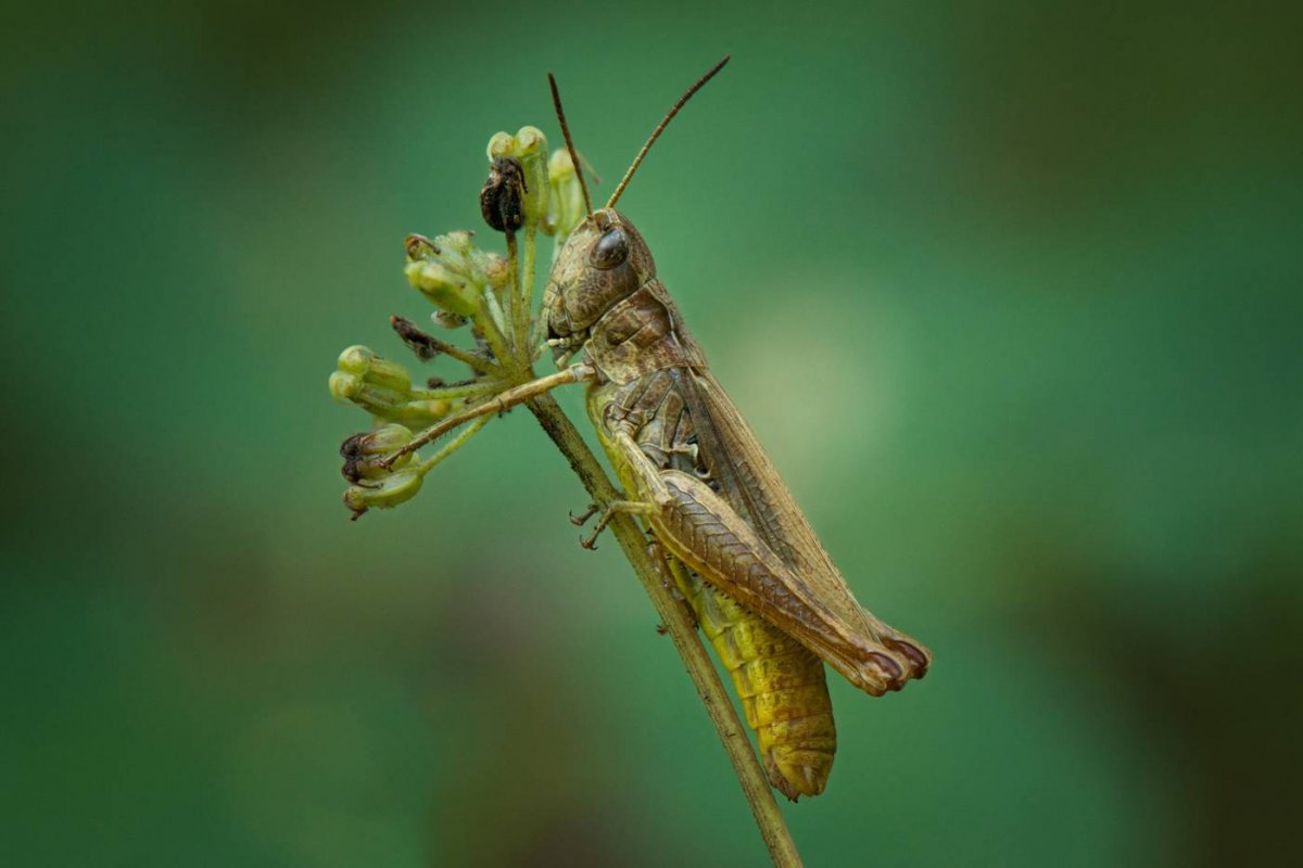 Кобылка насекомое