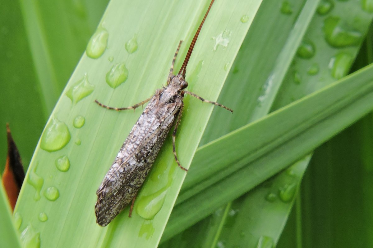 Отряд ручейники