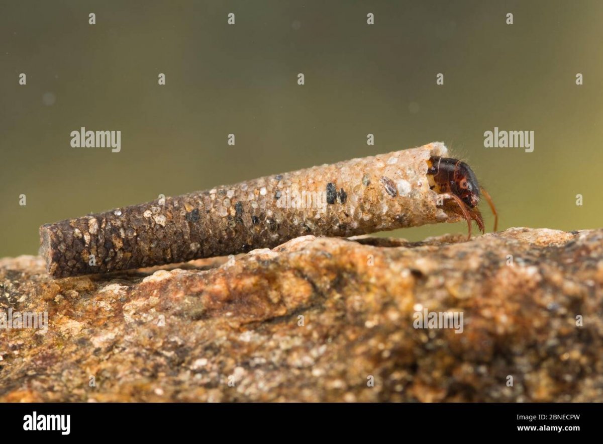 Caddisfly Larva