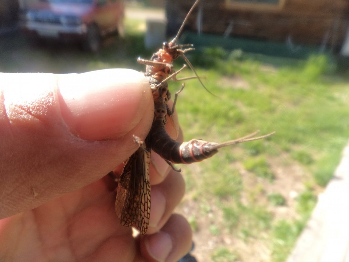 Насекомые которыми питается хариус