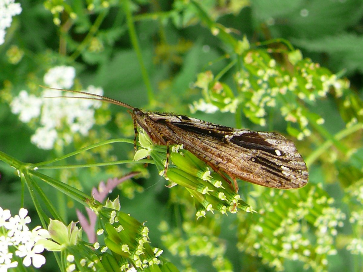 Ручейник бабочковидный