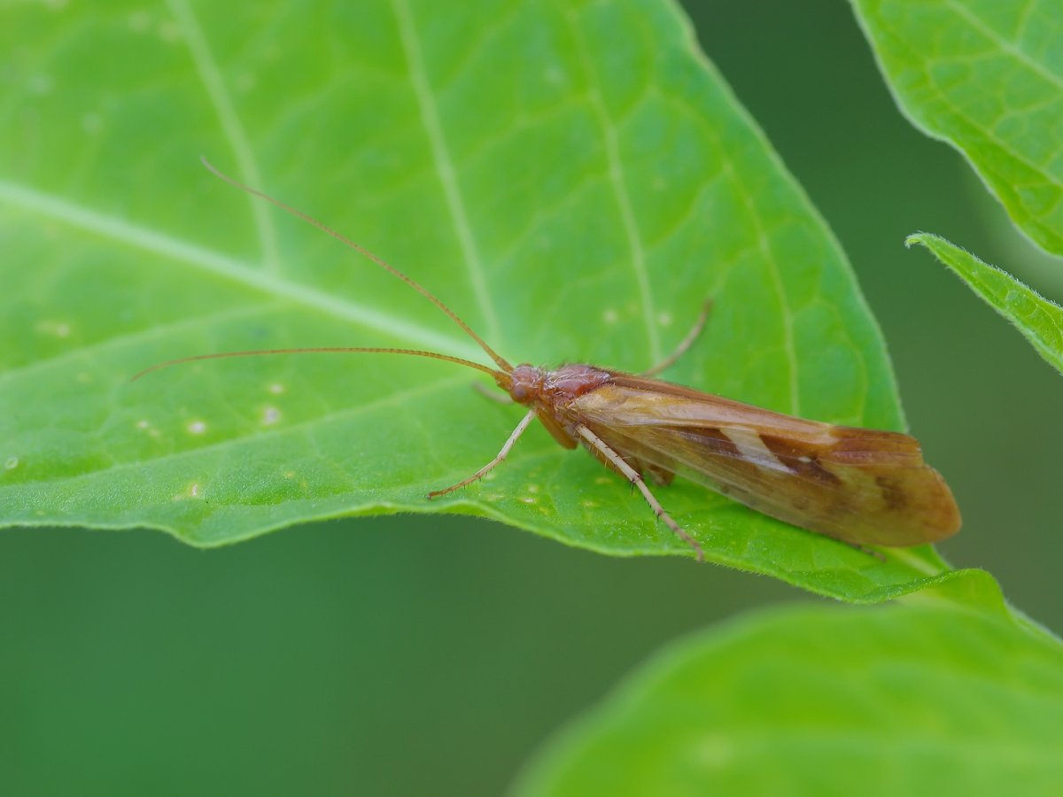 Ручейник ромбический (Limnephilus rhombicus)
