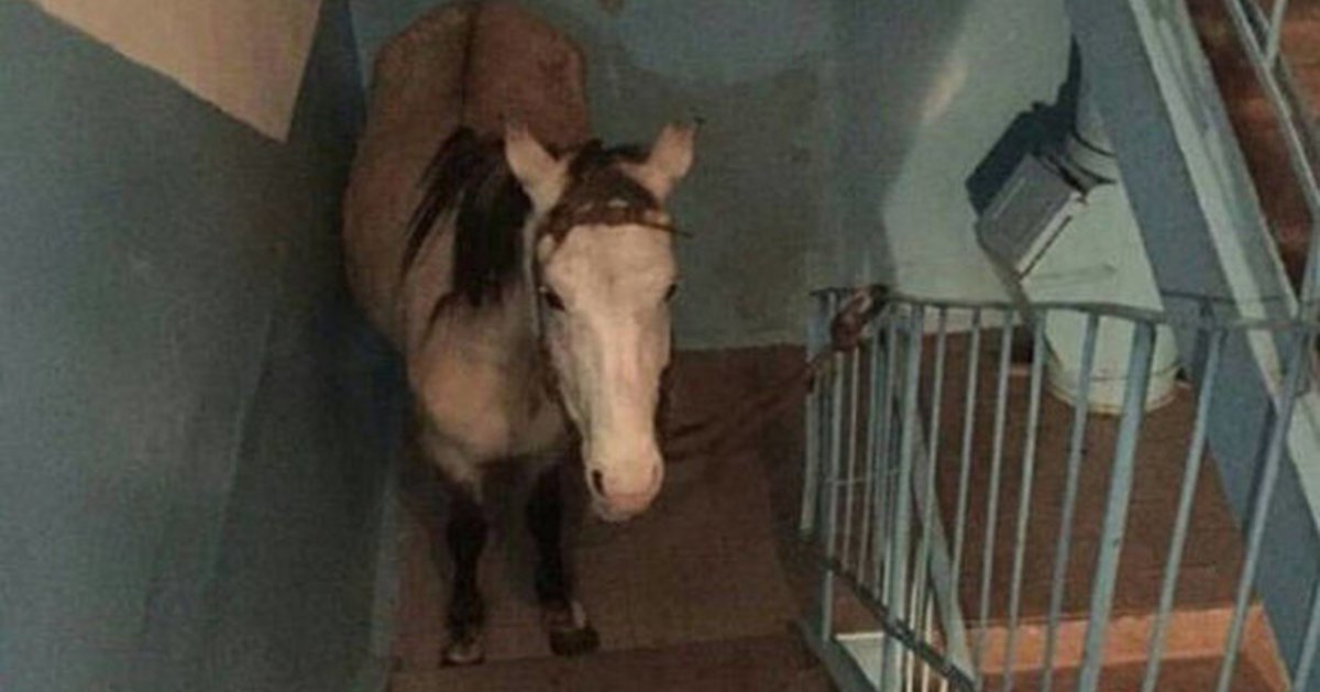 Лошадь на балконе