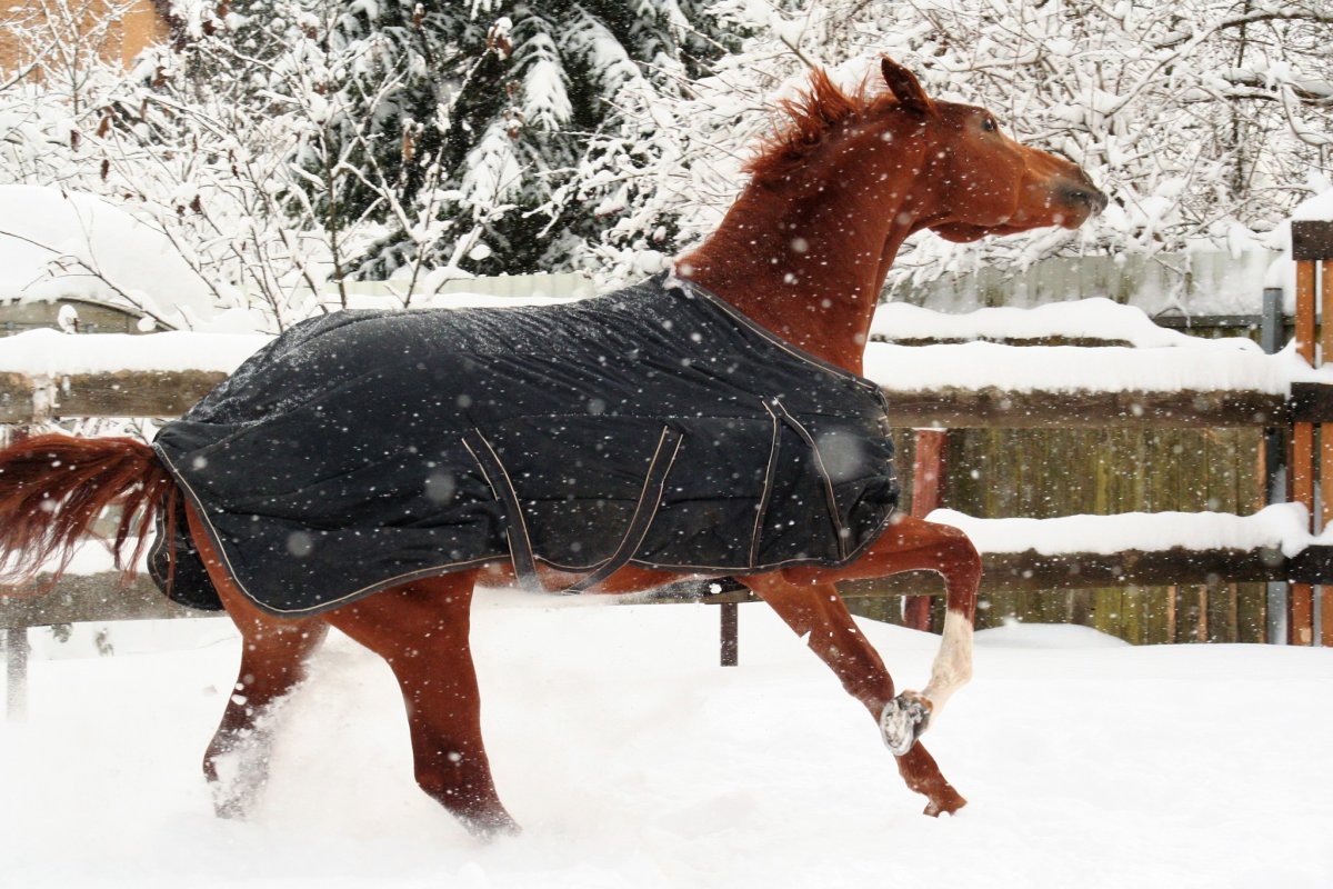 Новогодние лошадки