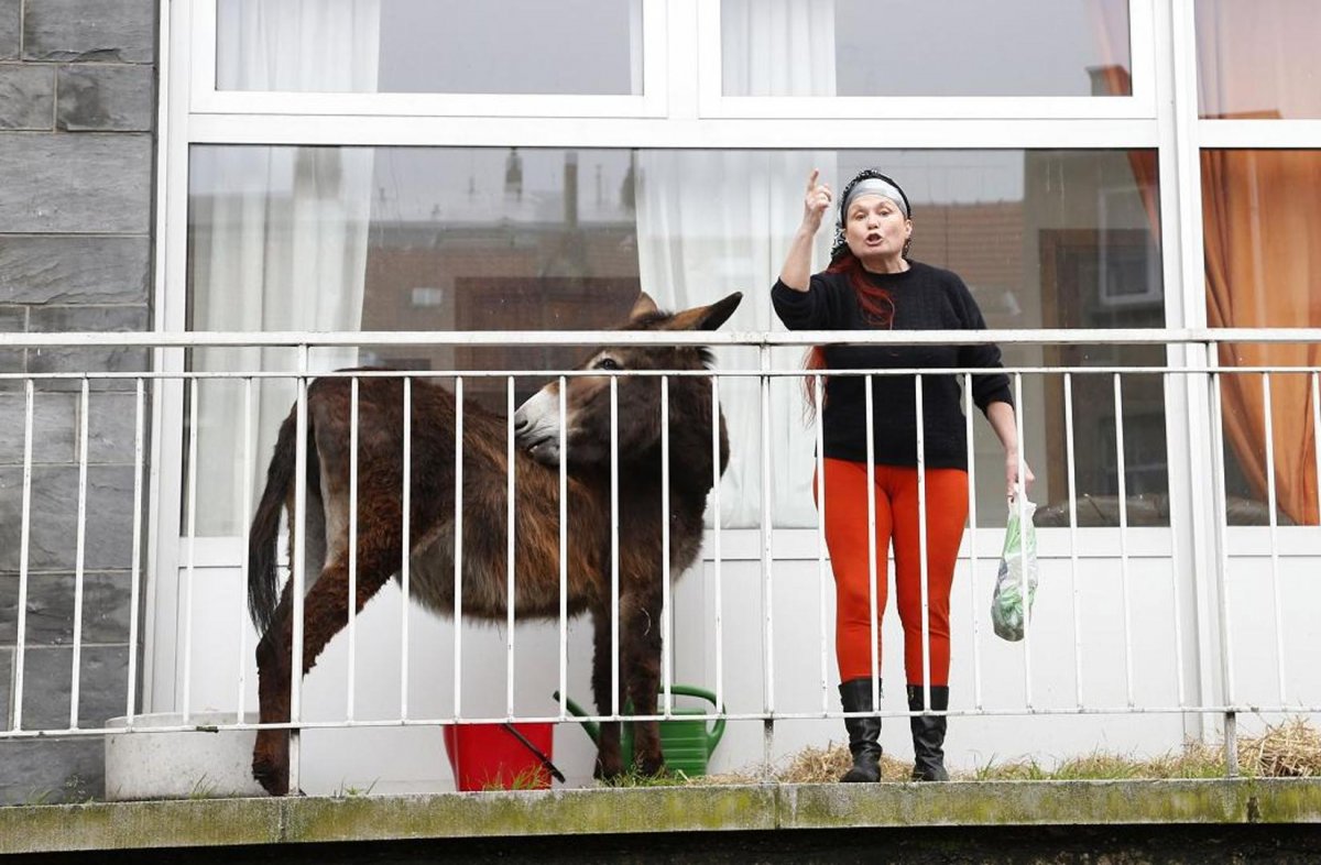 Конь на балконе