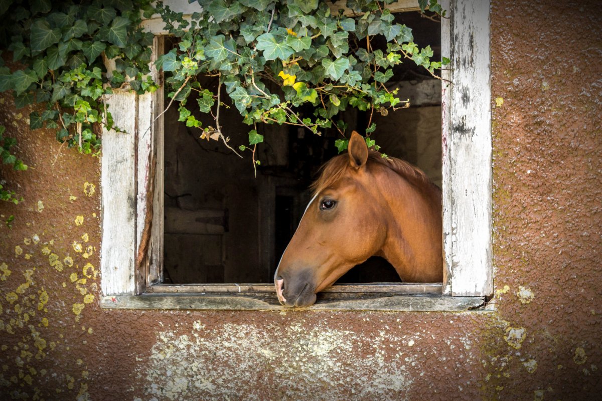 Лошадь в окне