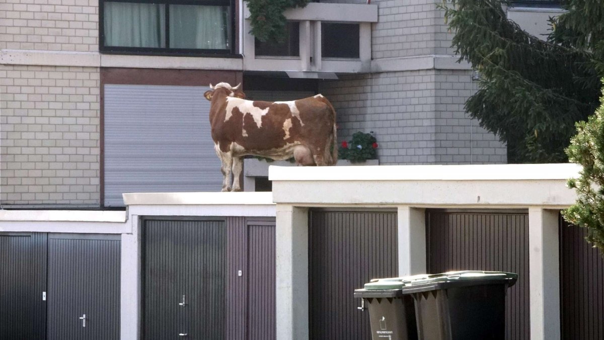 Корова на балконе