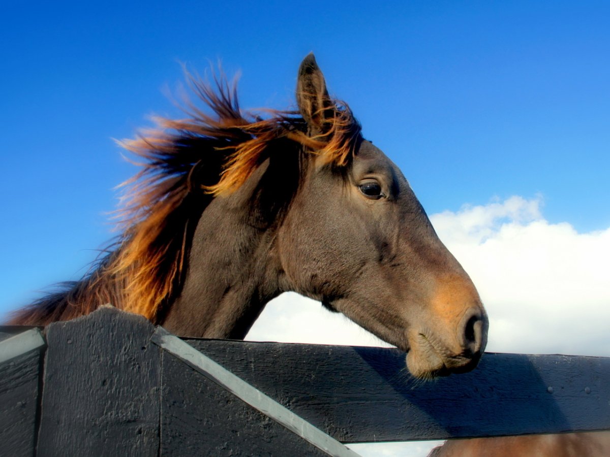 Прикольные лошади на рабочий стол