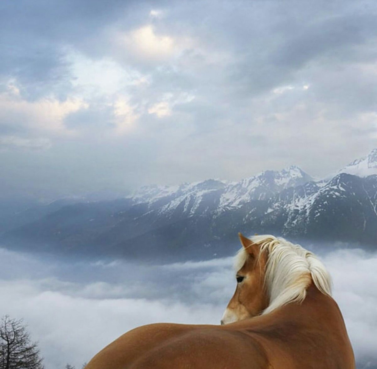 Арабская лошадь на дыбах