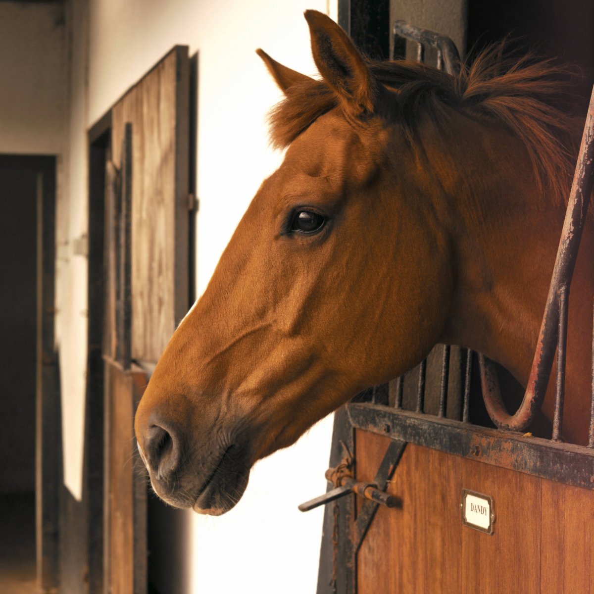 Морда лошади в профиль