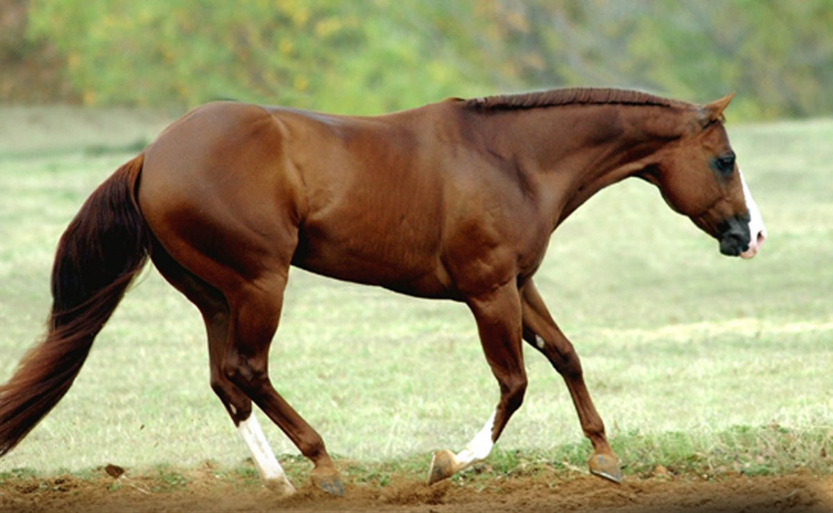 Лошадь Кватерхорс гнедая