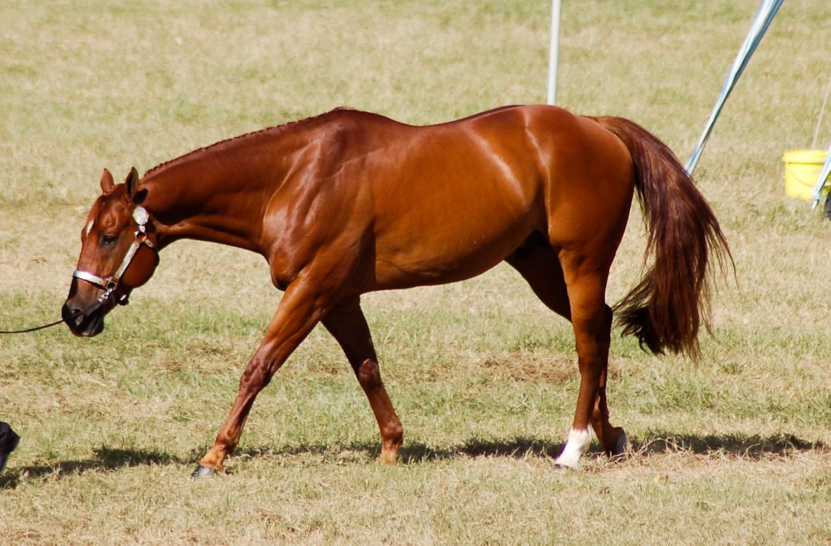 Мускулистая лошадь