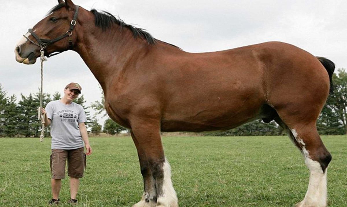 Самый быстрый самых больших лошадей
