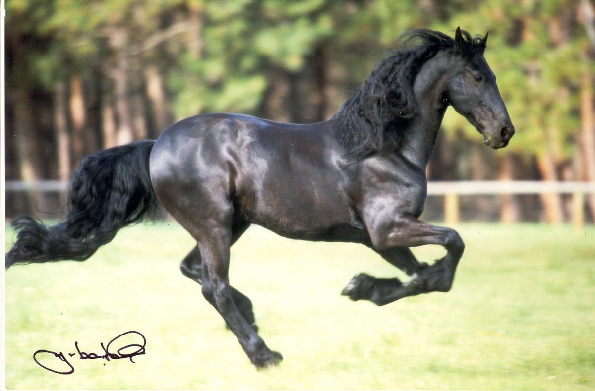 Лошадь бег с боку