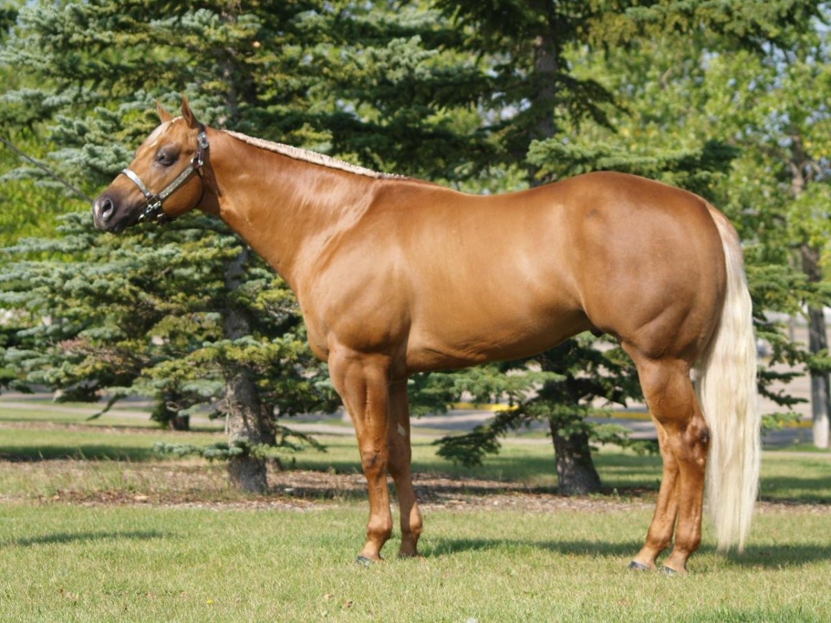 Американский квотерхорс