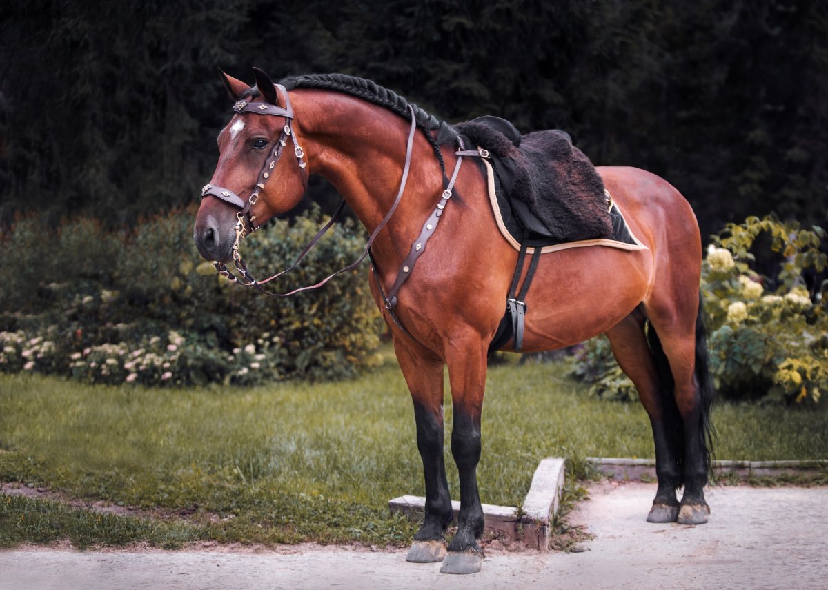 Оседланная лошадь