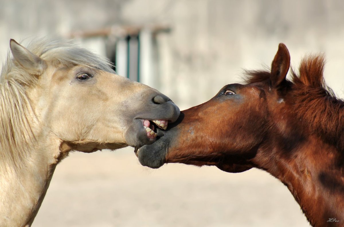Смешные лошади