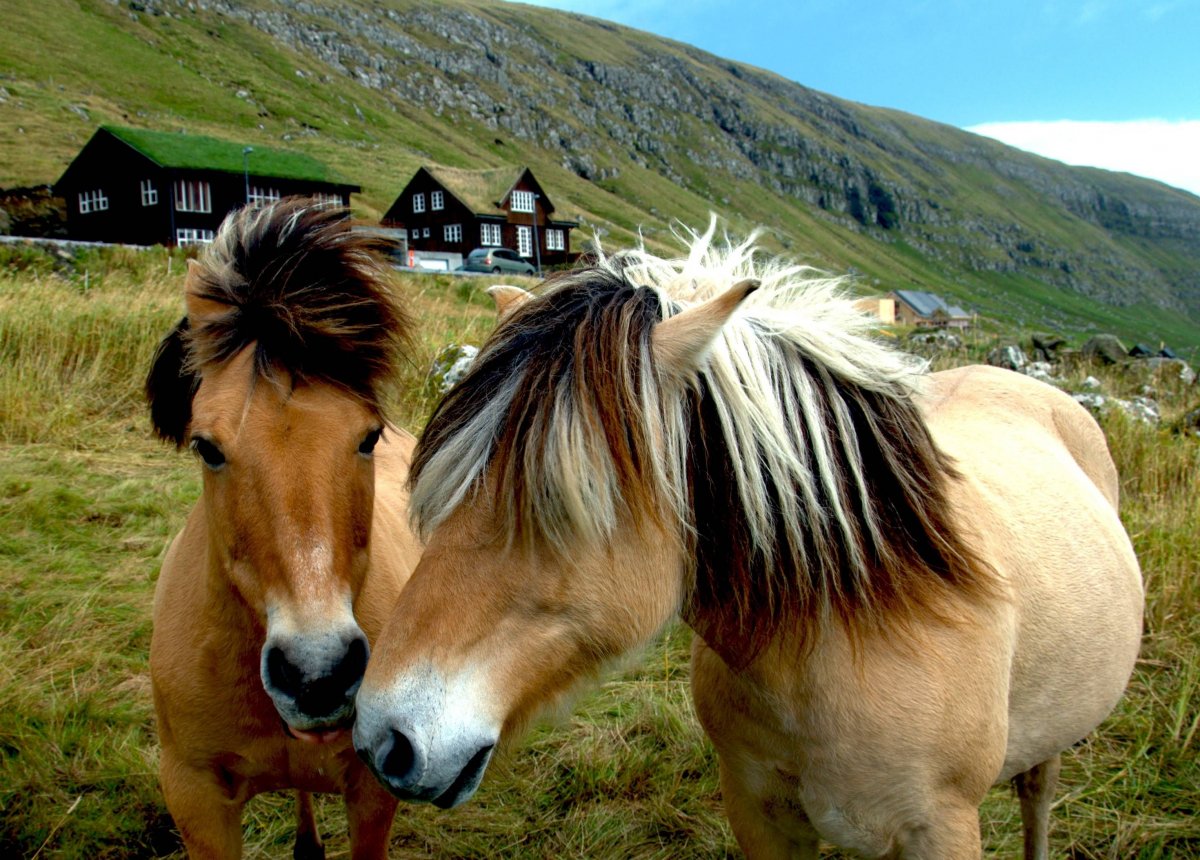 Смешные породы лошадей