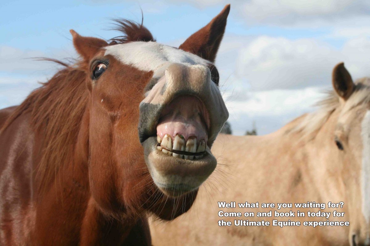 Конь показывает зубы