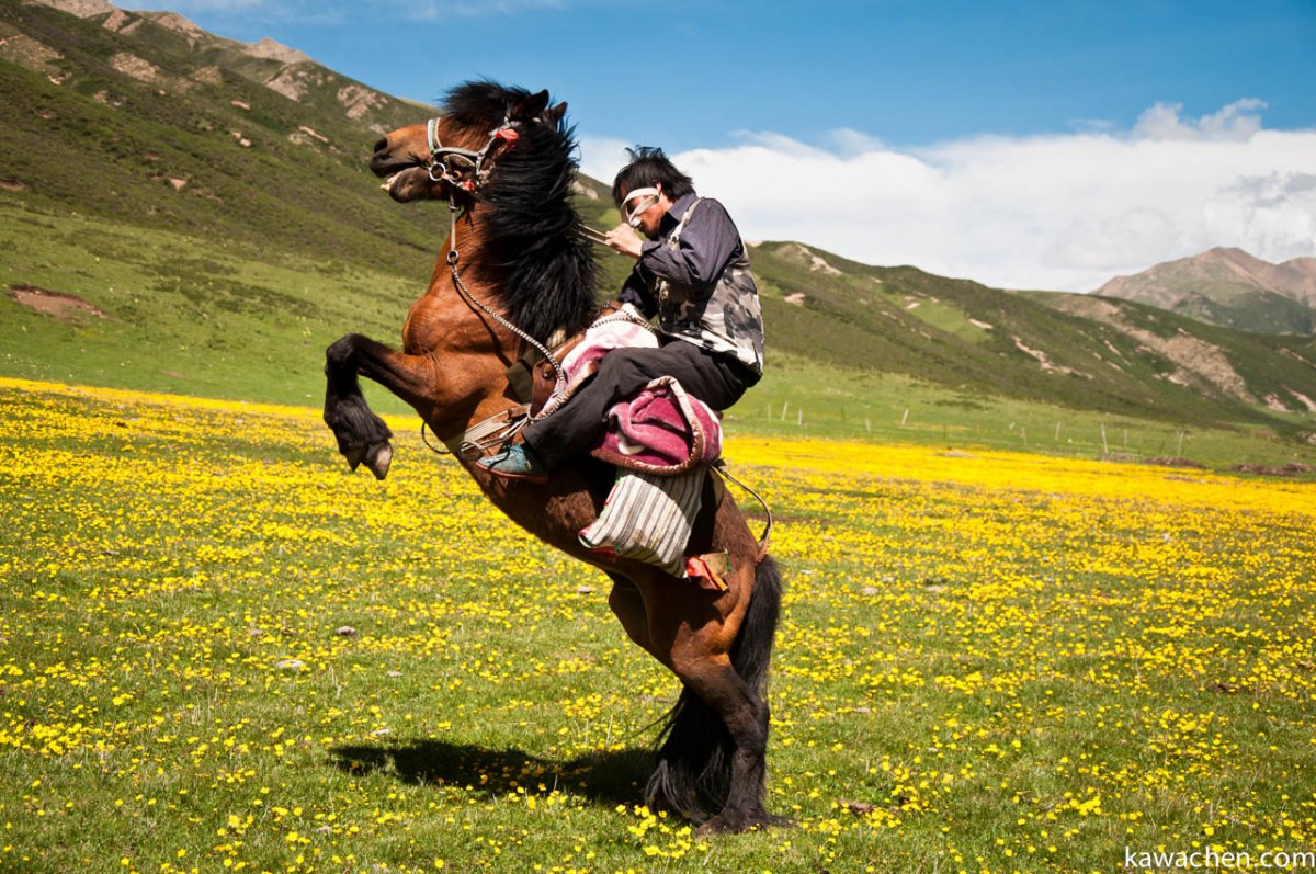 Казахи на конях