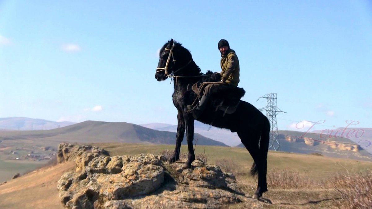 Жеребцы карачаевской породы Хурзук