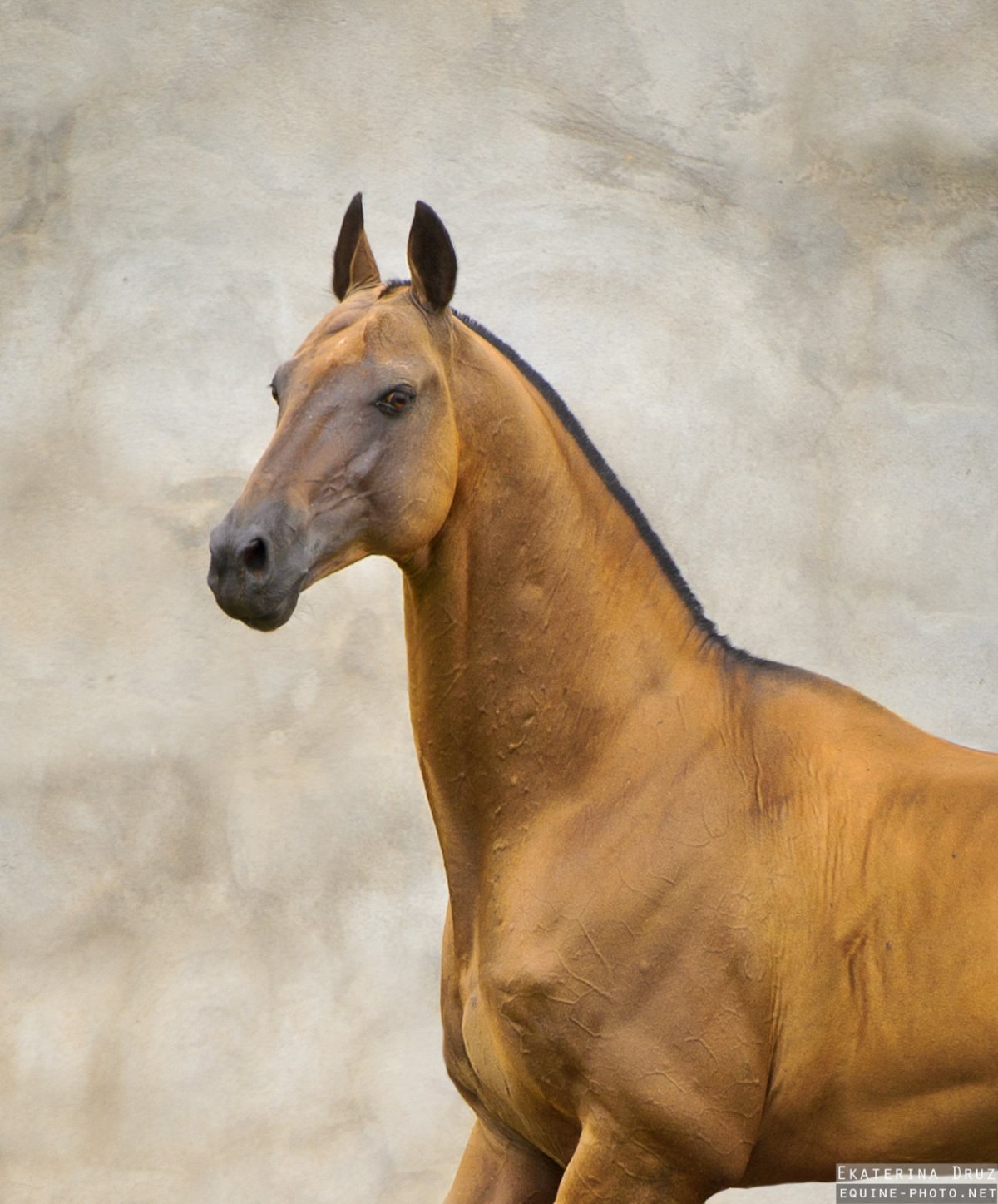 Ахалтекинская порода лошадей