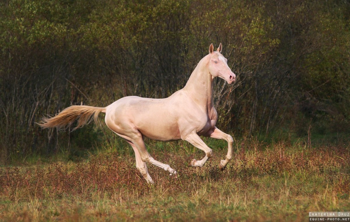 Ахалтекинская лошадь с гривой