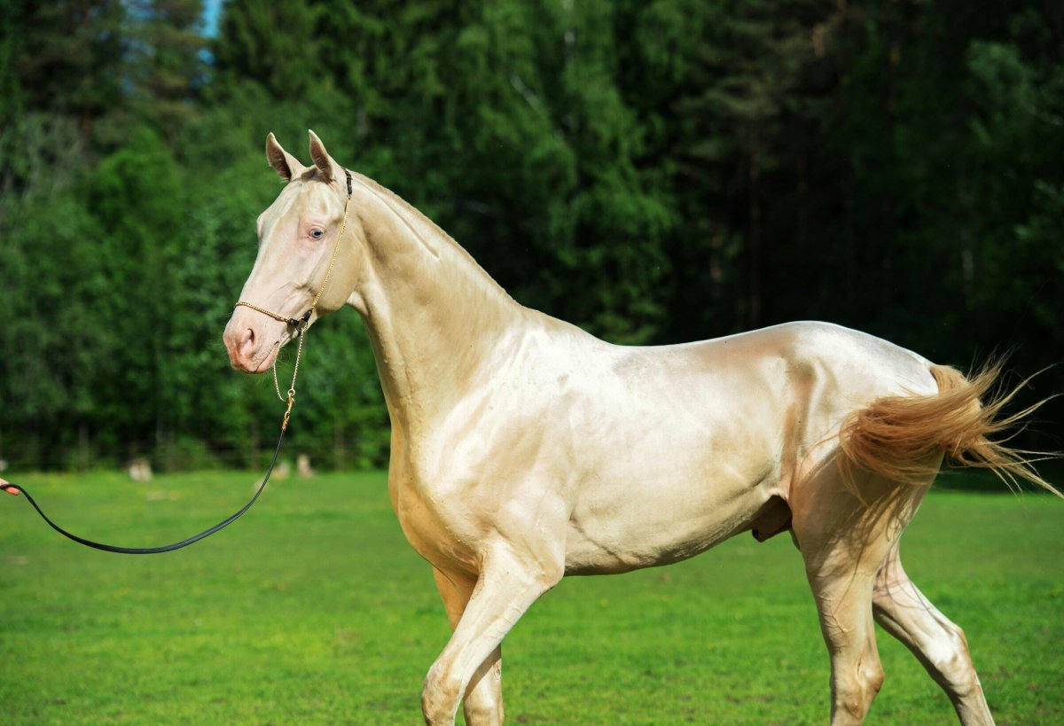 Ахалтекинец Анжи-Хан