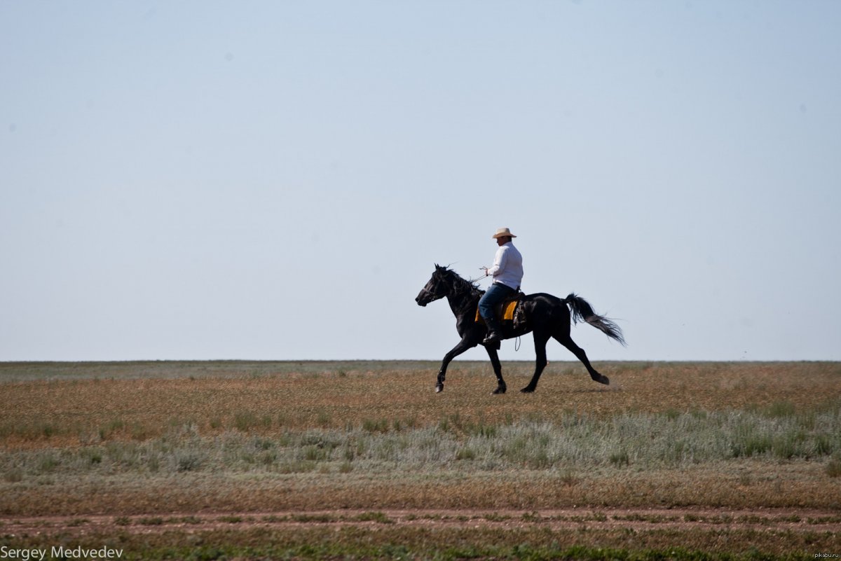 Всадник на коне в степи