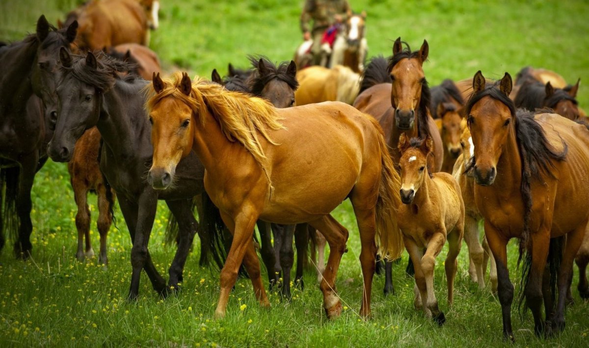 Коневодство в Казахстане