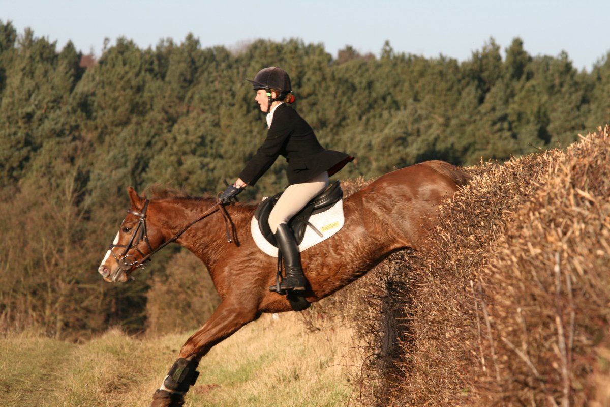 Всадник верховая езда