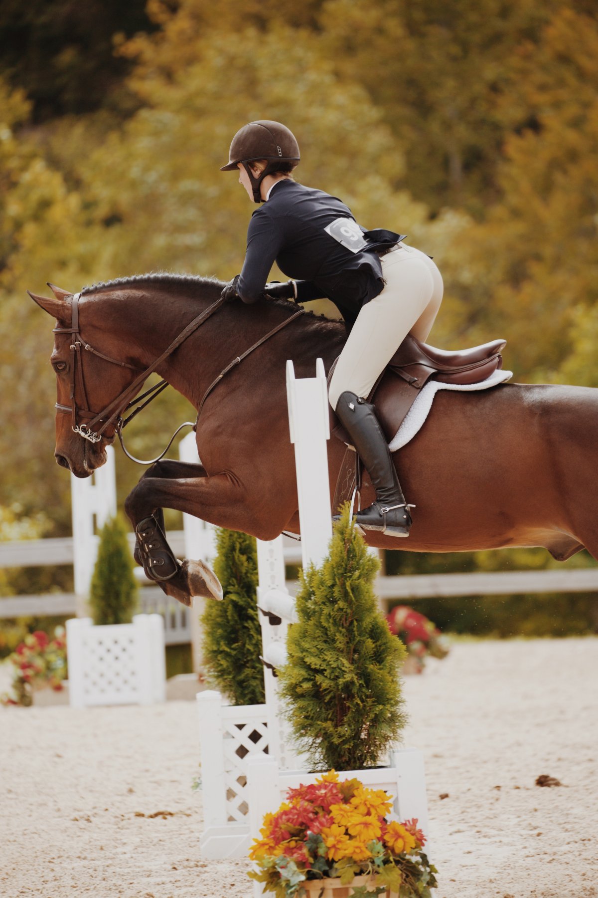 Конный спорт верховая езда