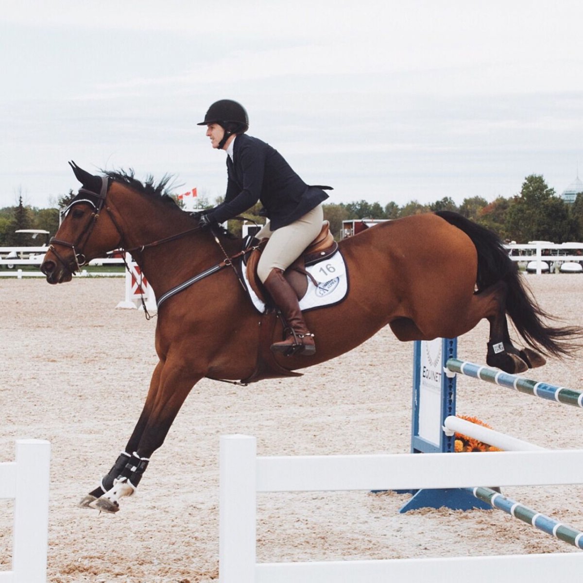 Спортивная лошадь без всадника