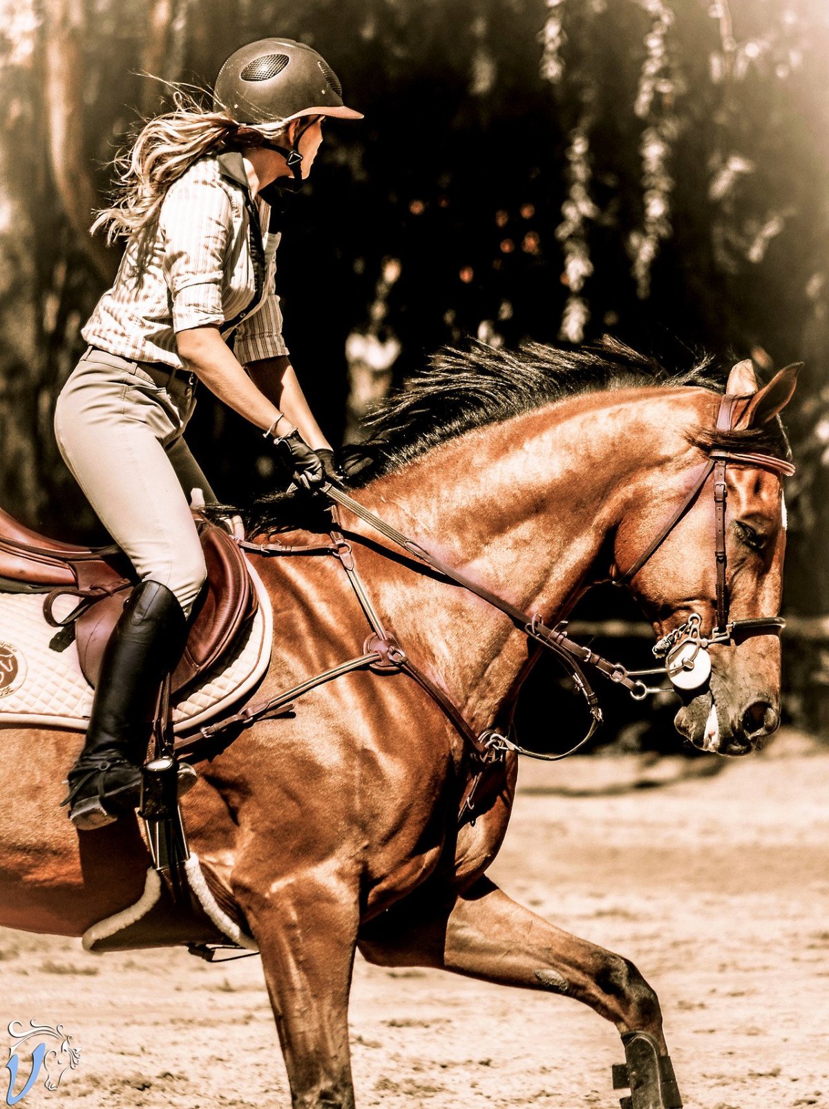 Верховая езда на лошади конкур