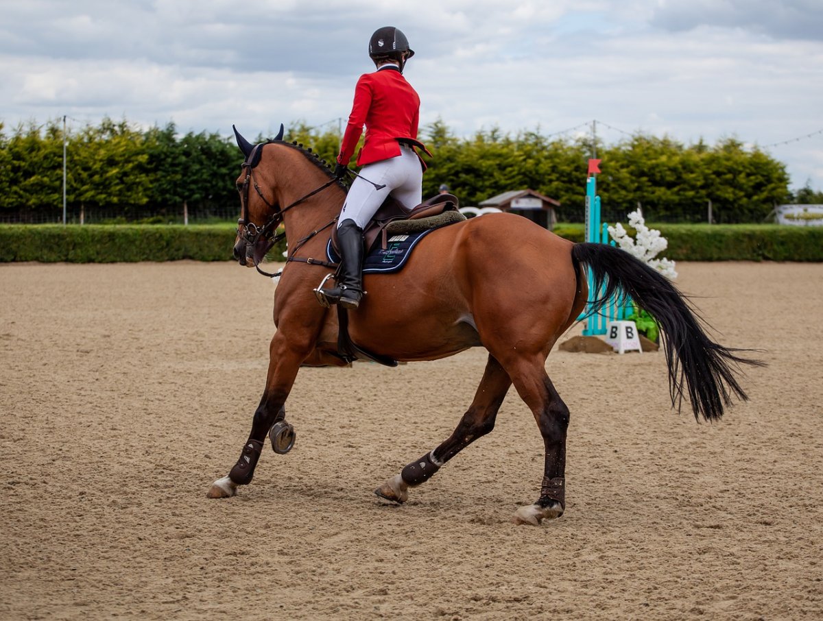 Лошади спорт