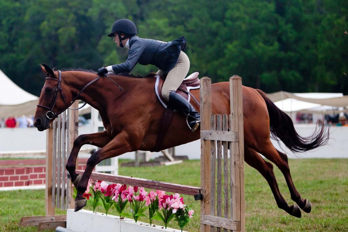 Современная лошадь