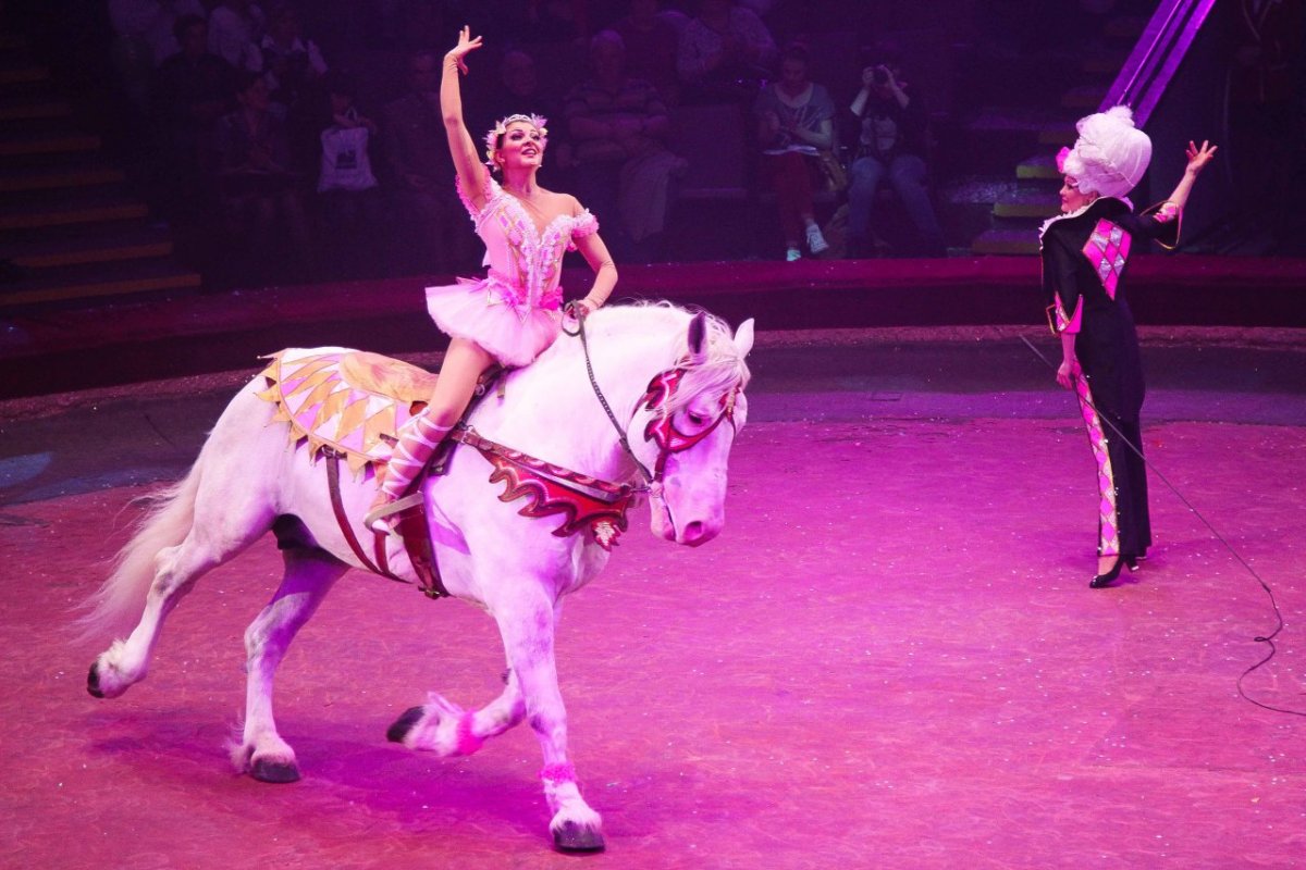 Цирковая лошадь