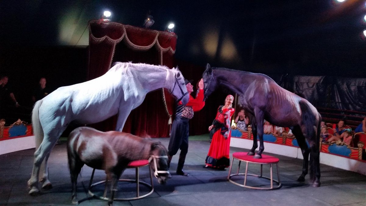 Кони на арене цирка