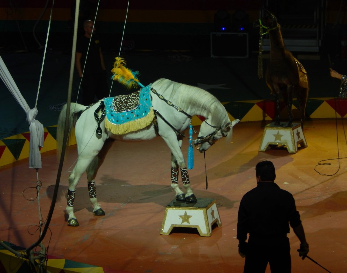 Цирковая лошадка
