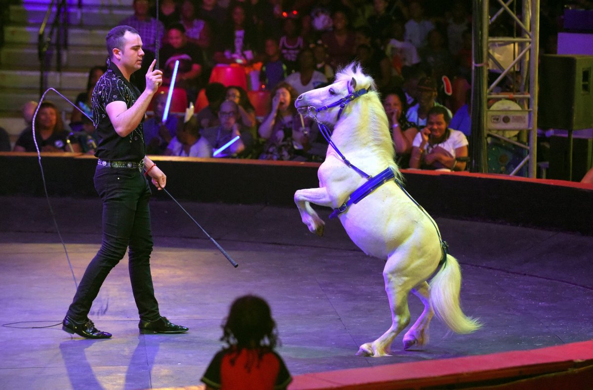 Цирк собака на лошади