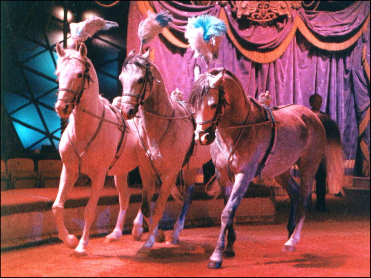 Цирковое украшение для лошади