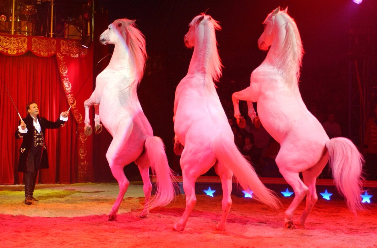 Красивая лошадь в цирке