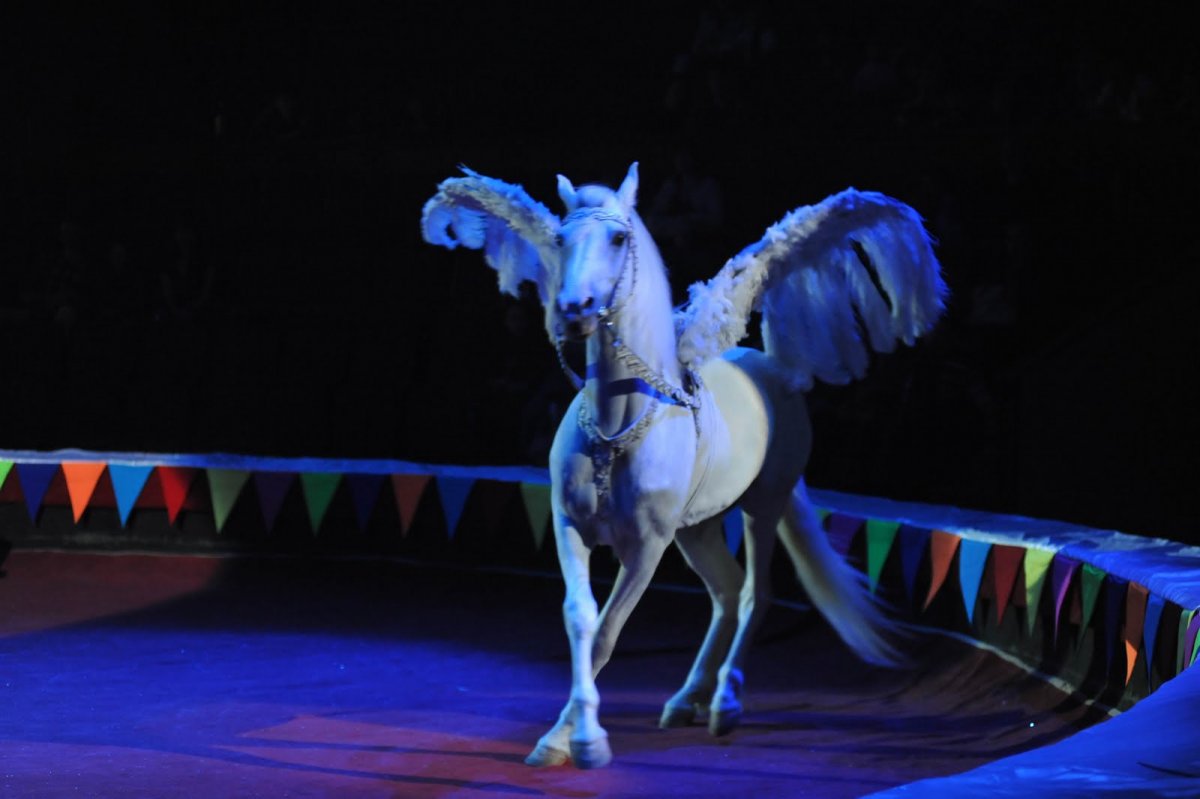 Цирк с конями