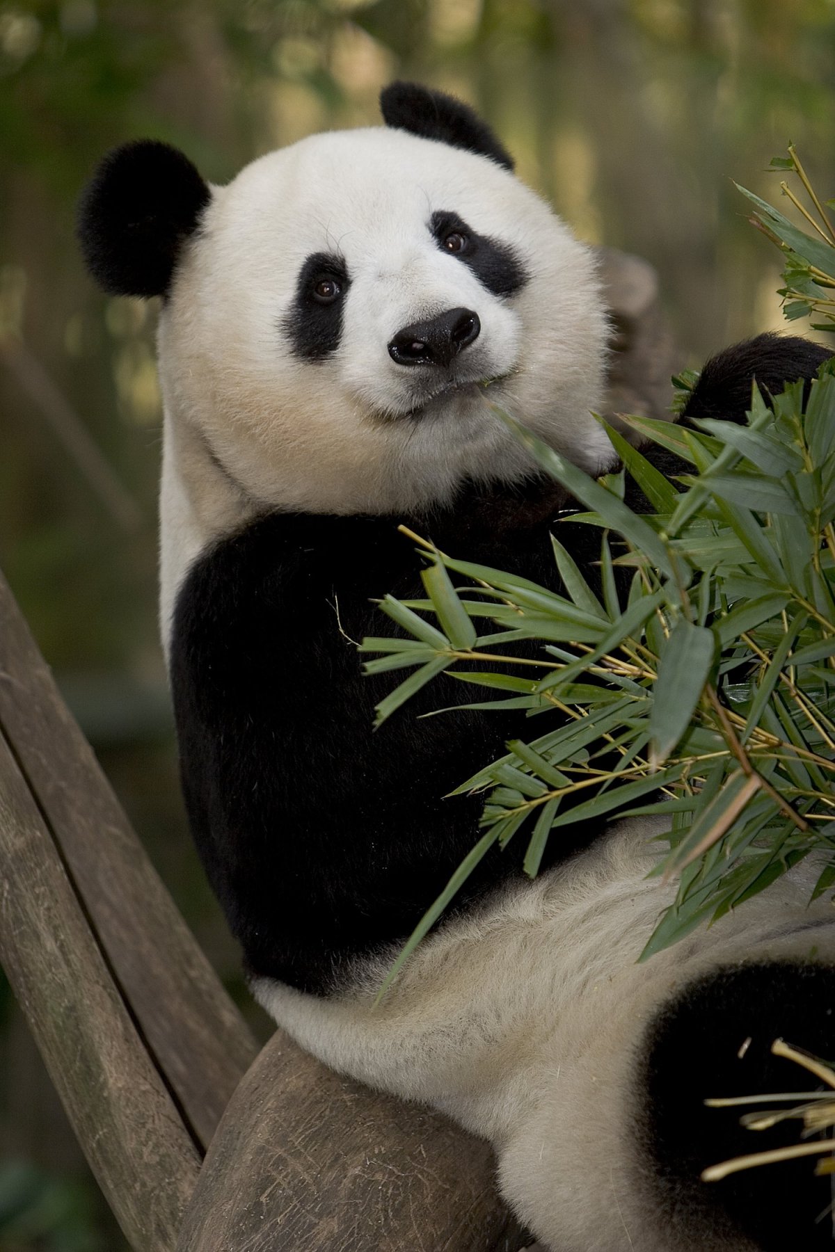 Ailuropoda melanoleuca