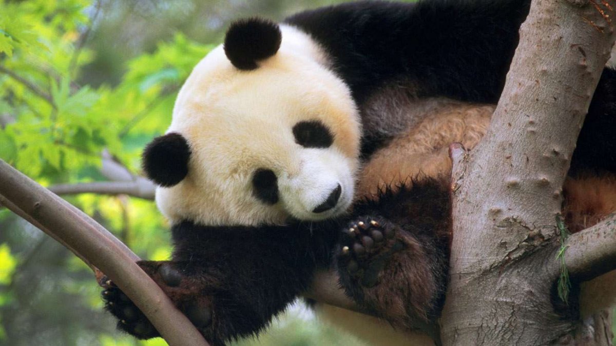 Заставка на рабочий стол Панда