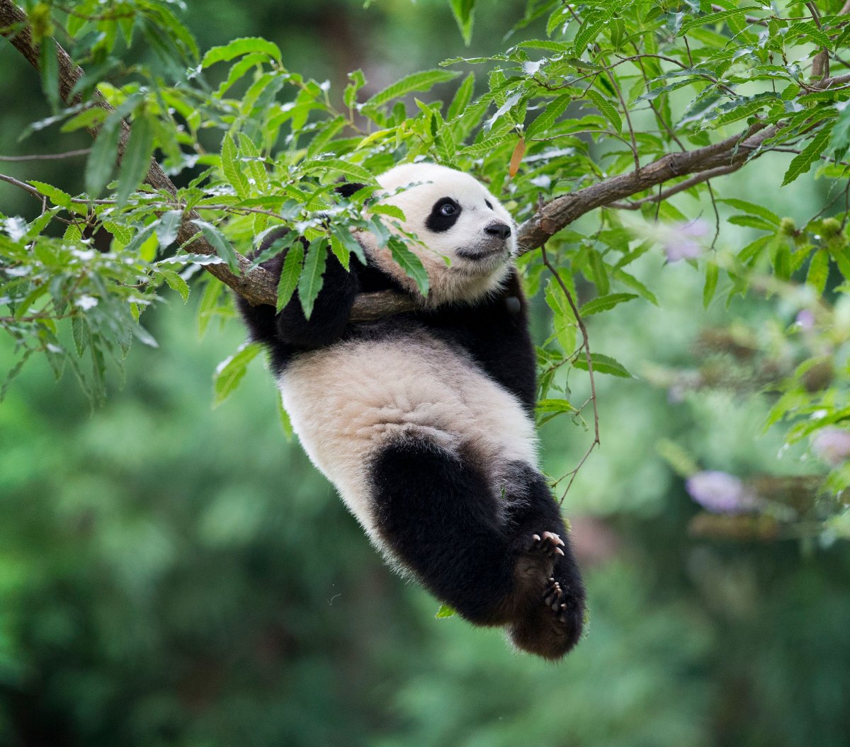 Гигантская Панда